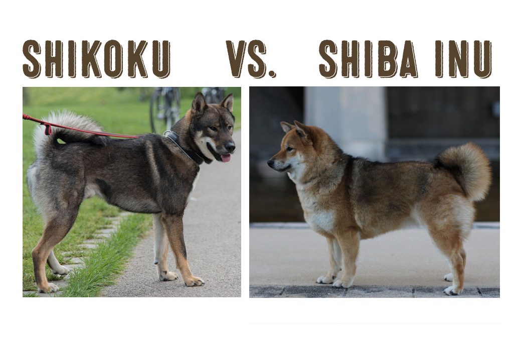 what kind of dog is a shikoku