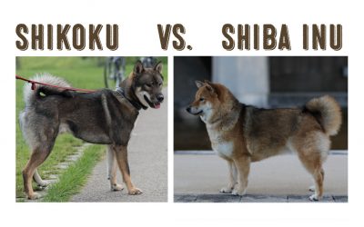 Shikoku Vs. Shiba Inu