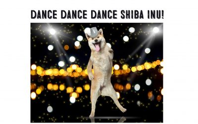 Why Do Shiba Inus Dance?