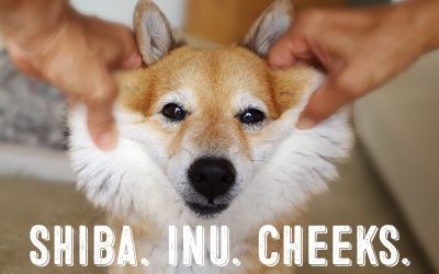 Squishy Shiba Inu Cheeks – All About The Shiba Inu Cheek Pulling Craze