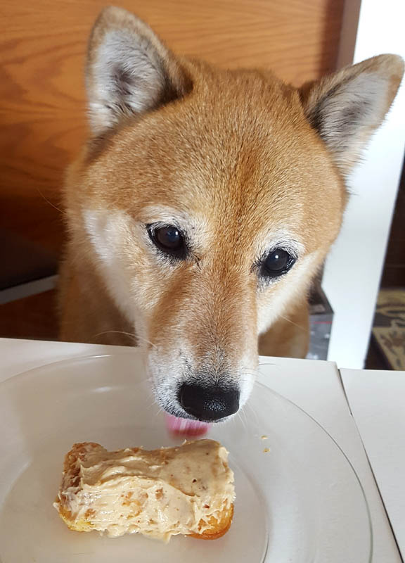 shiba inu licking dog cake icing frosting