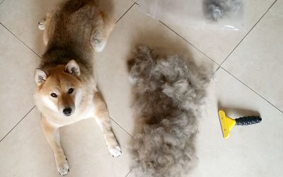 Do Shiba Inus Shed?