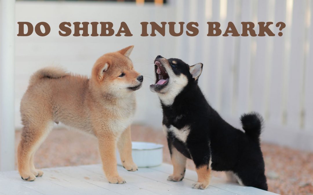 barking shiba inu puppies, graphic for do shiba inus bark?