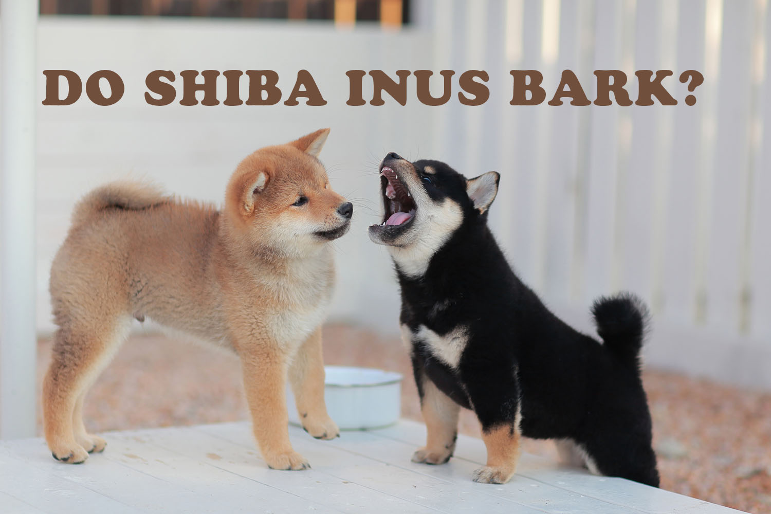 angry shiba puppy