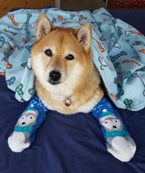 cute shiba inu with socks lying in bed