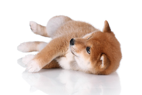 shiba inu puppy lying down