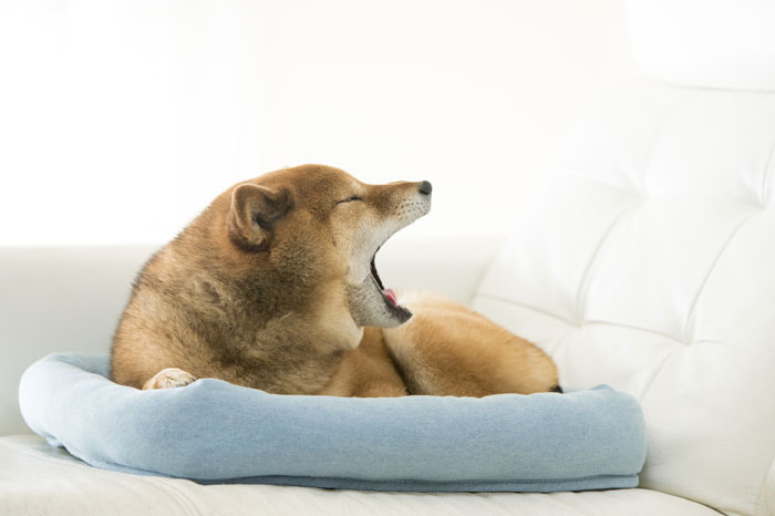 shiba inu on orthopedic dog bed