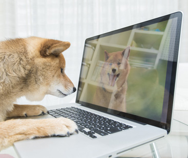 shiba inu looking at another shiba inu on a computer