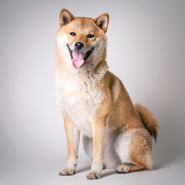 smiling and happy shiba inu dog