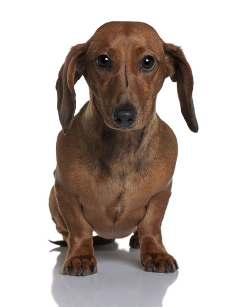 purebred dachshund dog