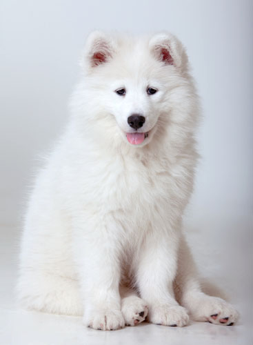 purebred samoyed dog