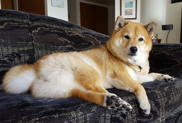 shiba inu on couch