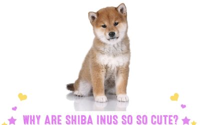 Why Are Shiba Inus So So Cute?