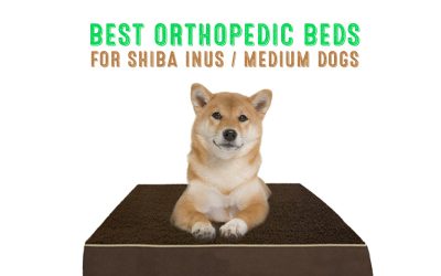 Best Orthopedic Dog Beds for Shiba Inus / Medium Dog Breeds