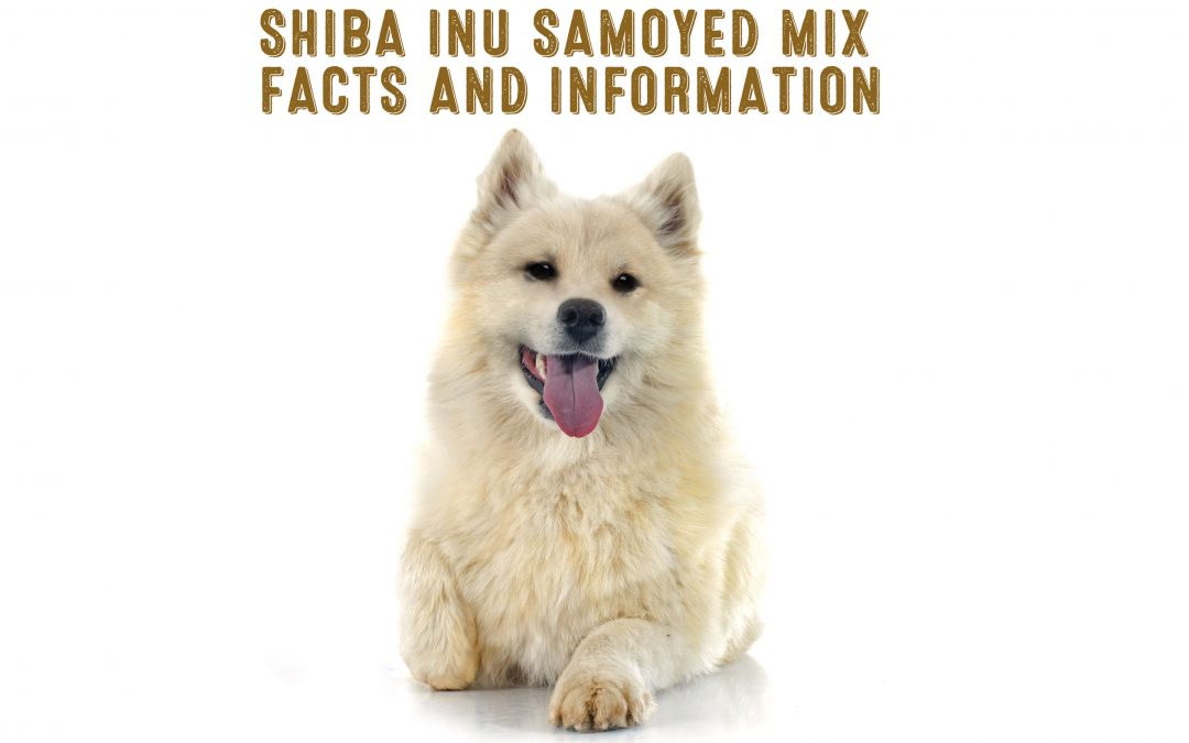 shiba inu samoyed mix cover image