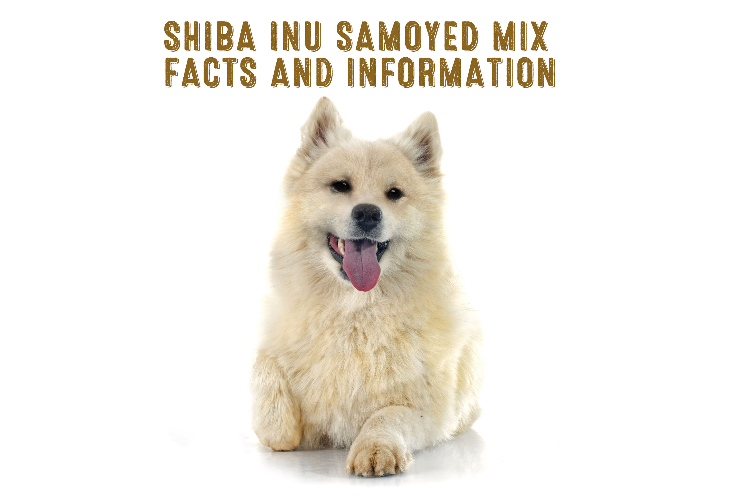 Shiba Inu Samoyed Mix Facts and 