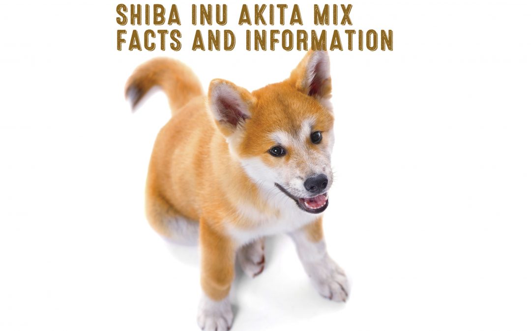 shiba inu akita mix