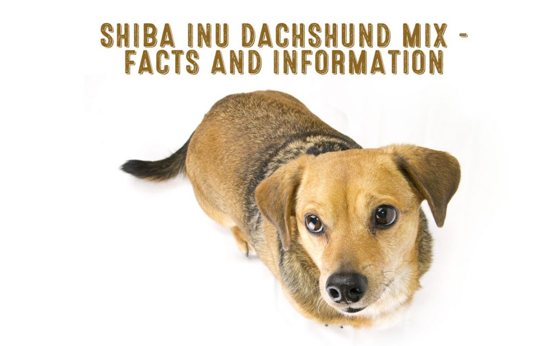 shiba inu dachshund mix