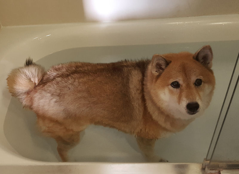 shiba inu prenant un bain