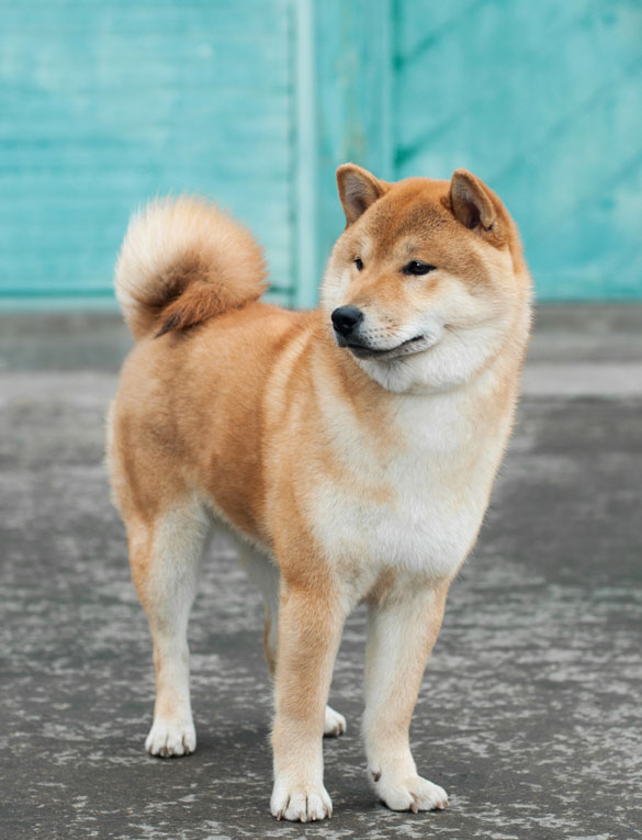 Shiba Inu The Pros And The Cons My First Shiba Inu