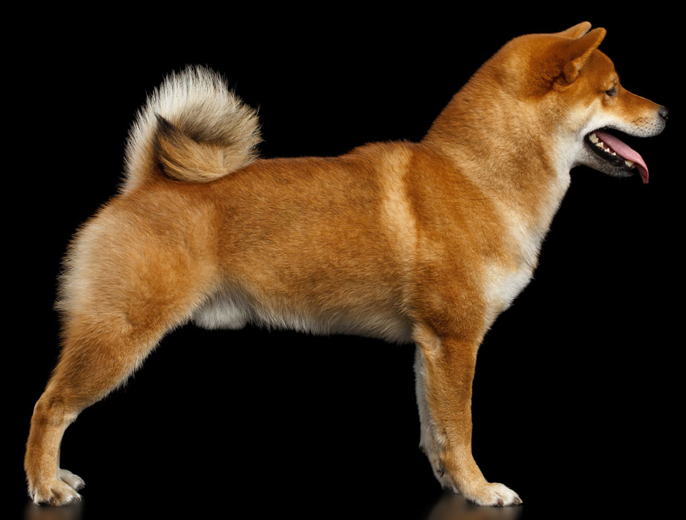 purebred adult shiba inu dog
