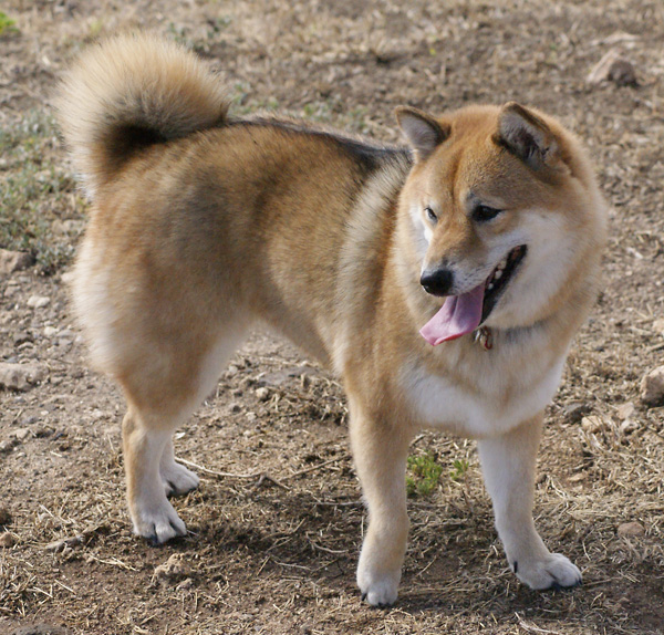 beautiful shiba inu dog