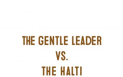 Halti Vs. Gentle Leader – Which Head Collar Works Best?