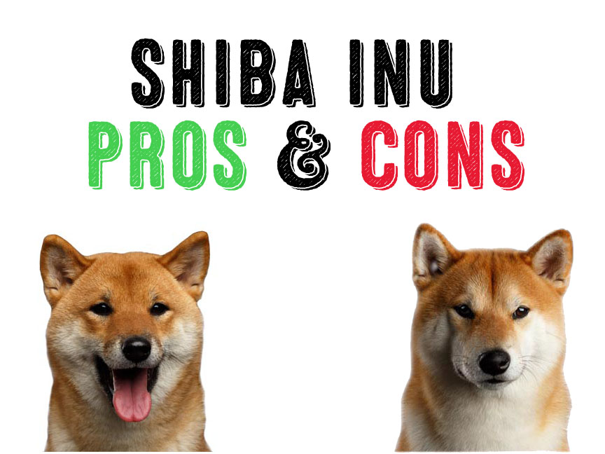 are shiba inus good dogs