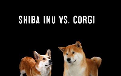 Shiba Inu Vs. Corgi