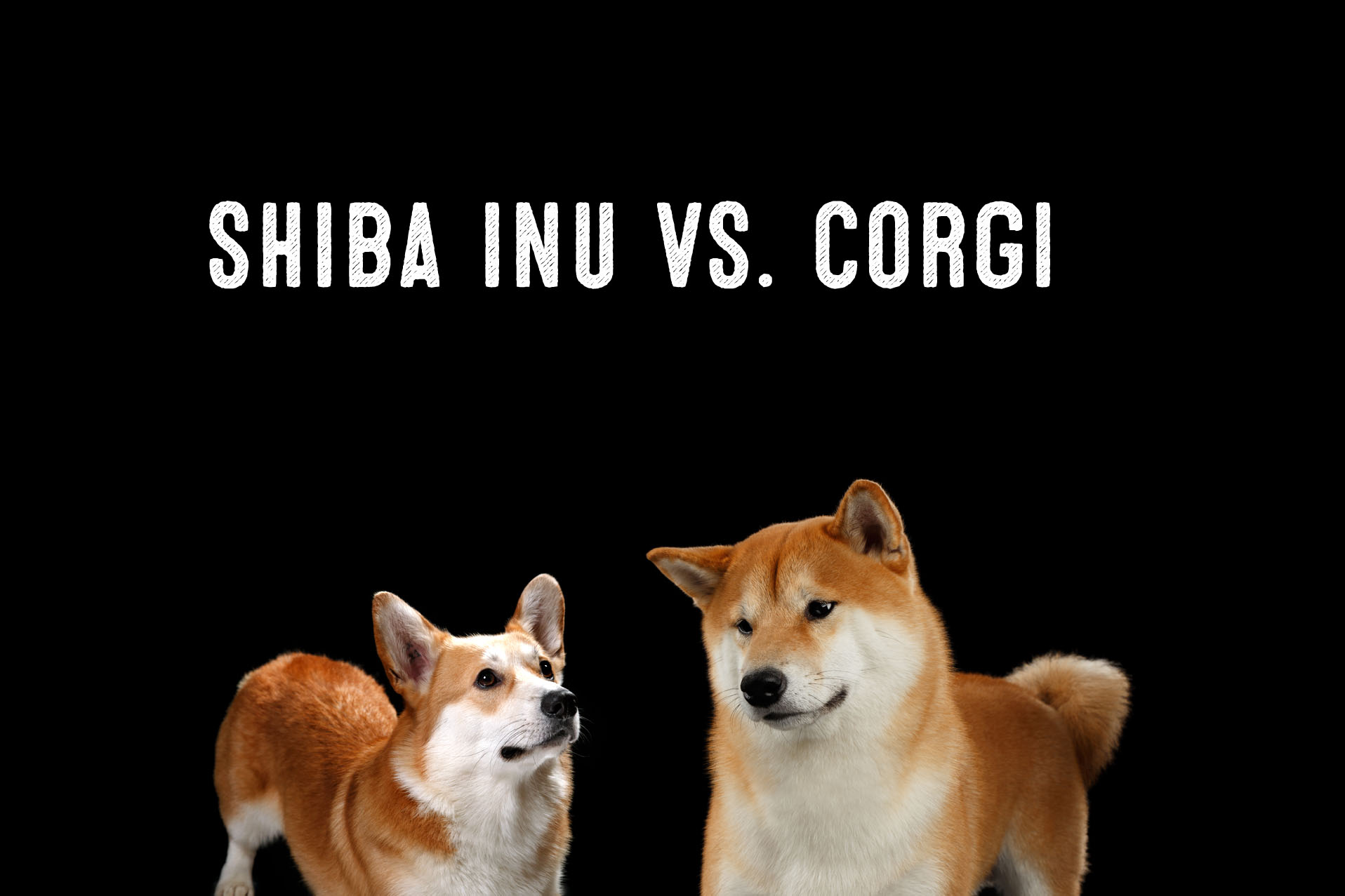 Shiba Inu Vs. Corgi - My First Shiba Inu