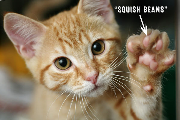 cat kitten with squish bean paws