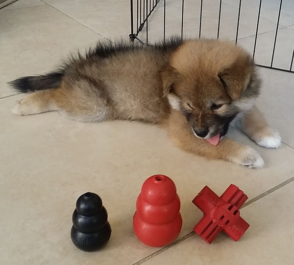 shiba inu puppy chew toy