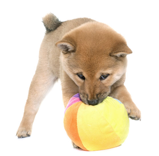 shiba inu puppy chewing chew toy