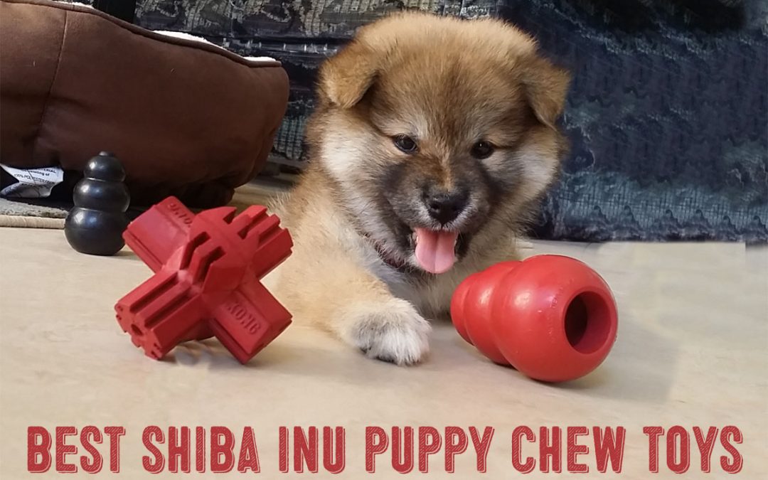 shiba inu puppy chew toys