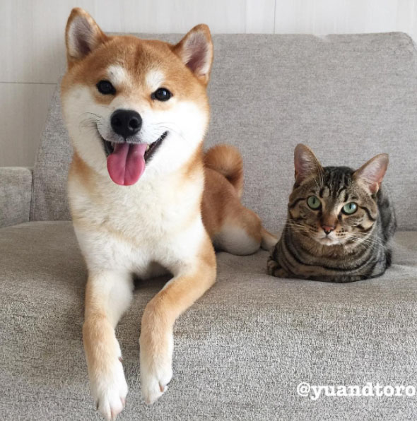 Famous Shiba Inus And Cats Meet Yu And Toro My First