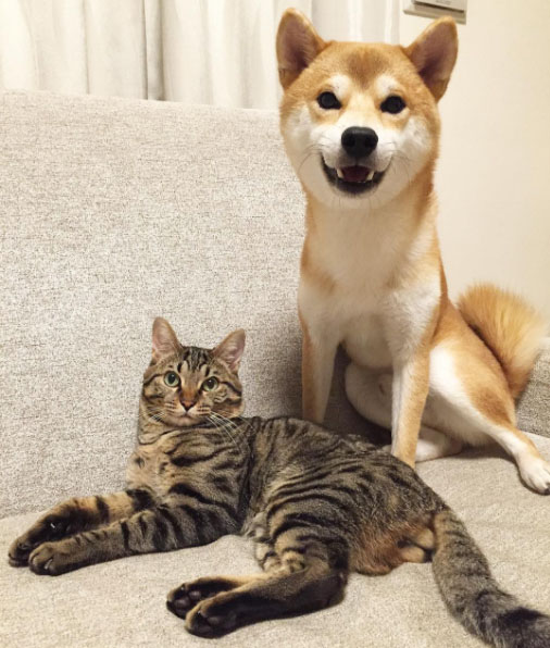 famous shiba inu and cats yu and toro