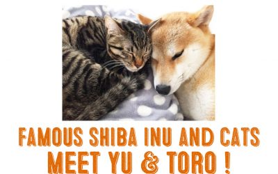 Famous Shiba Inus and Cats – Meet Yu and Toro