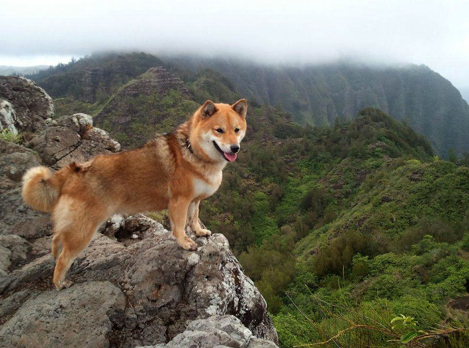 beautiful shiba inu hiking picture