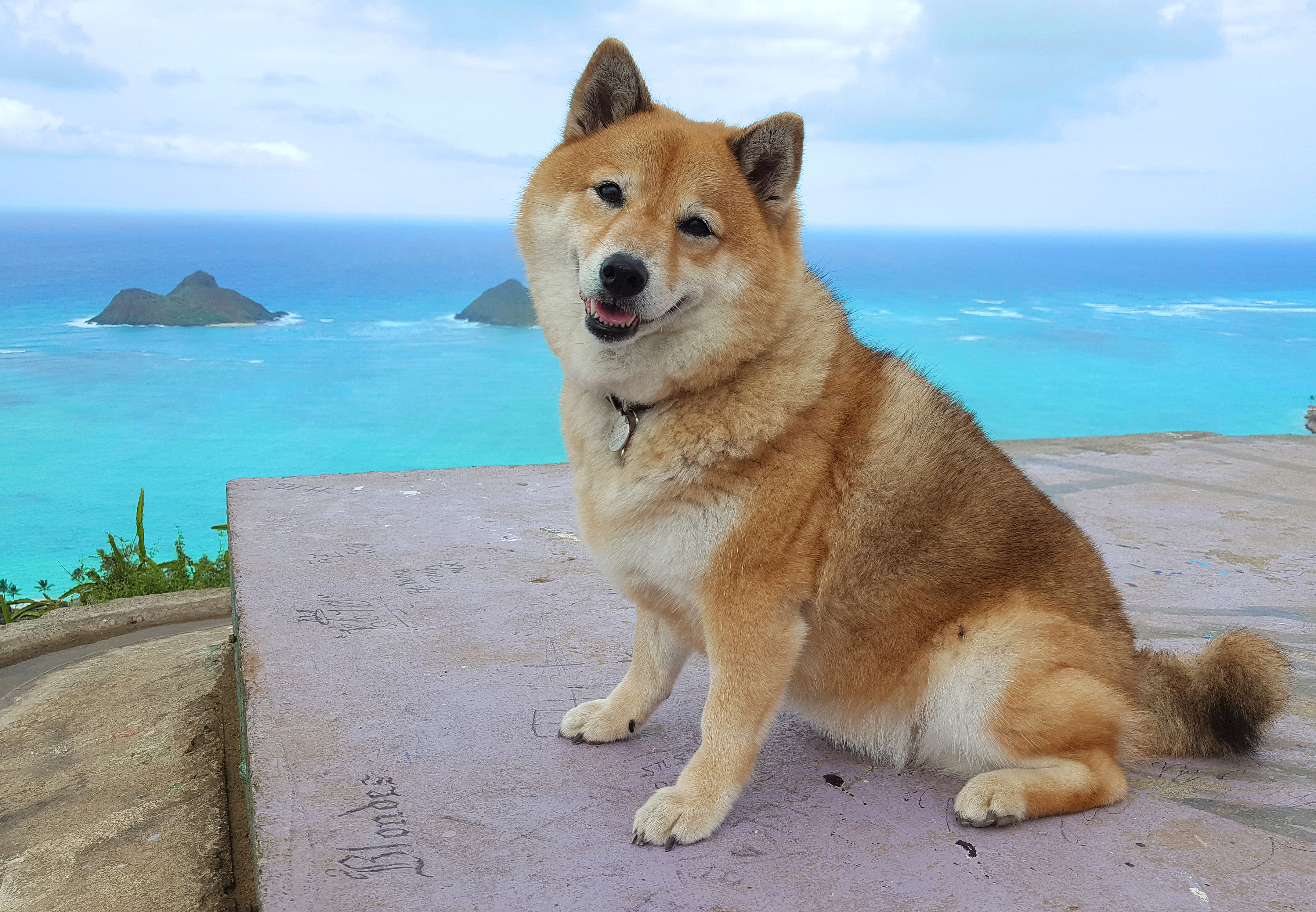 beautiful shiba inu picture