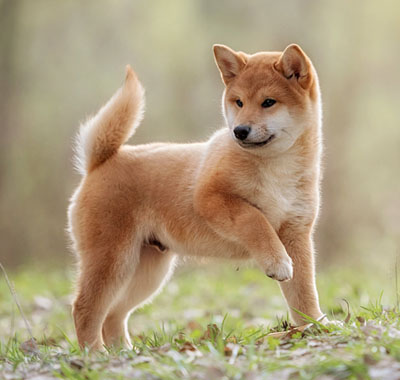 adorable shiba inu puppy