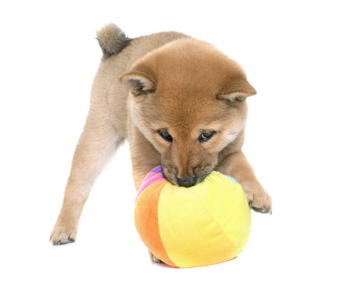 2 month old red shiba inu puppy