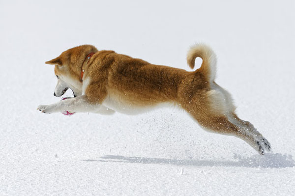 adult red shiba inu running in snow