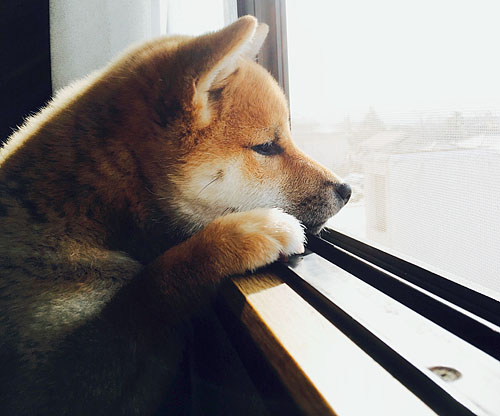 shiba inu pupy looking out the window