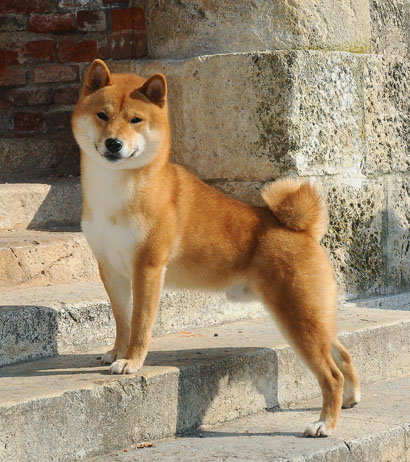 a dog that looks like a large shiba inu