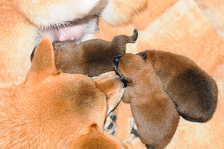 shiba inu mother and young puppies