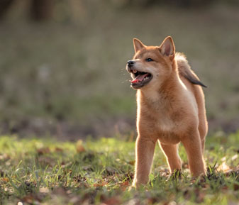 shiba inu picture using wide aperture