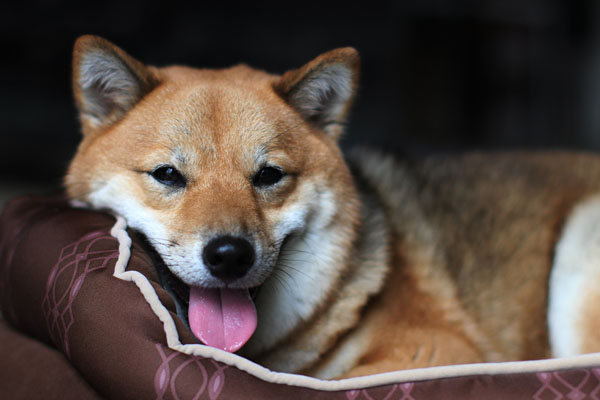 shiba inu picture in bed