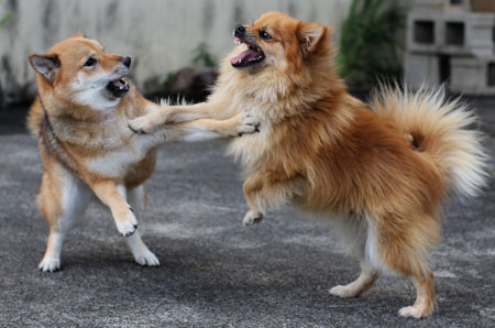 shiba pom puppies