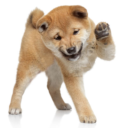 shiba inu puppy raising paw up