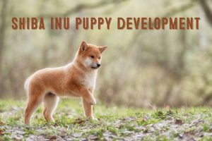shiba inu puppy development